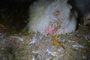 Broiler (meat) chickens approx 7 weeks - Captured at Orland Poultry, Tailem Bend SA Australia.