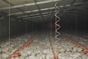 Broiler (meat) chickens approx 7 weeks - Captured at Orland Poultry, Tailem Bend SA Australia.