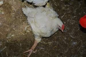 Broiler (meat) chickens approx 7 weeks - Captured at Orland Poultry, Tailem Bend SA Australia.