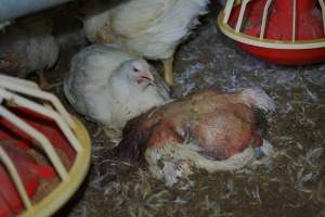 Broiler (meat) chickens approx 7 weeks - Captured at Orland Poultry, Tailem Bend SA Australia.