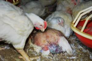 Broiler (meat) chickens approx 7 weeks - Captured at Orland Poultry, Tailem Bend SA Australia.