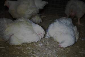 Broiler (meat) chickens approx 7 weeks - Captured at Orland Poultry, Tailem Bend SA Australia.