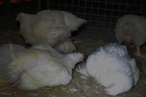 Broiler (meat) chickens approx 7 weeks - Captured at Orland Poultry, Tailem Bend SA Australia.