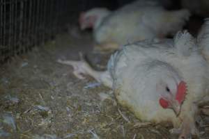 Broiler (meat) chickens approx 7 weeks - Captured at Orland Poultry, Tailem Bend SA Australia.