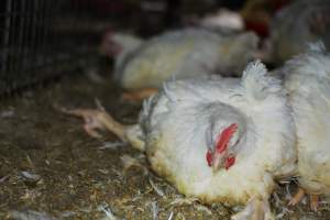 Broiler (meat) chickens approx 7 weeks - Captured at Orland Poultry, Tailem Bend SA Australia.