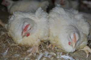 Broiler (meat) chickens approx 7 weeks - Captured at Orland Poultry, Tailem Bend SA Australia.