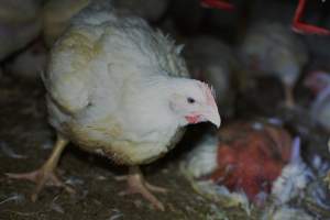 Broiler (meat) chickens approx 7 weeks - Captured at Orland Poultry, Tailem Bend SA Australia.