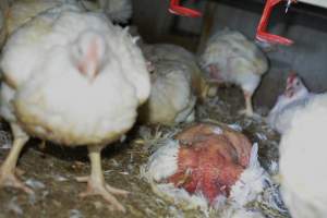 Broiler (meat) chickens approx 7 weeks - Captured at Orland Poultry, Tailem Bend SA Australia.