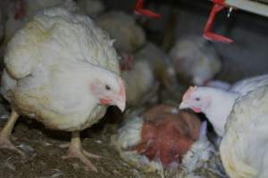 Broiler (meat) chickens approx 7 weeks - Captured at Orland Poultry, Tailem Bend SA Australia.