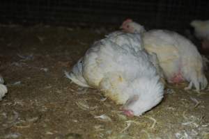 Broiler (meat) chickens approx 7 weeks - Captured at Orland Poultry, Tailem Bend SA Australia.