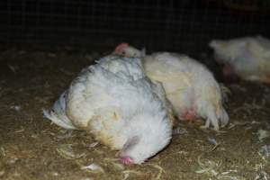 Broiler (meat) chickens approx 7 weeks - Captured at Orland Poultry, Tailem Bend SA Australia.