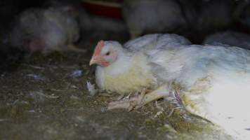 Broiler (meat) chickens approx 7 weeks - Captured at Orland Poultry, Tailem Bend SA Australia.