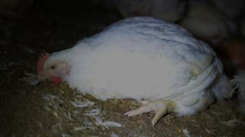 Broiler (meat) chickens approx 7 weeks - Captured at Orland Poultry, Tailem Bend SA Australia.