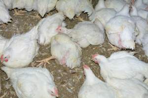 Broiler (meat) chickens approx 7 weeks - Captured at Orland Poultry, Tailem Bend SA Australia.