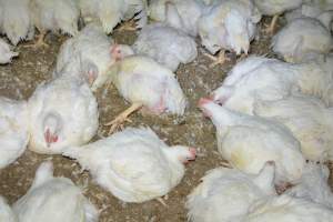 Broiler (meat) chickens approx 7 weeks - Captured at Orland Poultry, Tailem Bend SA Australia.