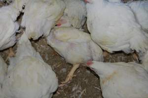 Broiler (meat) chickens approx 7 weeks - Captured at Orland Poultry, Tailem Bend SA Australia.