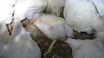 Broiler (meat) chickens approx 7 weeks - Captured at Orland Poultry, Tailem Bend SA Australia.