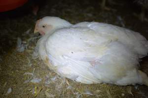 Broiler (meat) chickens approx 7 weeks - Captured at Orland Poultry, Tailem Bend SA Australia.