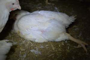 Broiler (meat) chickens approx 7 weeks - Captured at Orland Poultry, Tailem Bend SA Australia.