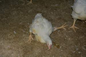 Broiler (meat) chickens approx 7 weeks - Captured at Orland Poultry, Tailem Bend SA Australia.