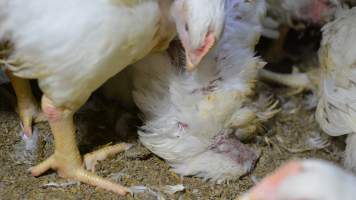 Broiler (meat) chickens approx 7 weeks - Captured at Orland Poultry, Tailem Bend SA Australia.