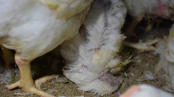 Broiler (meat) chickens approx 7 weeks - Captured at Orland Poultry, Tailem Bend SA Australia.