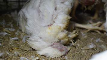 Broiler (meat) chickens approx 7 weeks - Captured at Orland Poultry, Tailem Bend SA Australia.