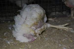 Broiler (meat) chickens approx 7 weeks - Captured at Orland Poultry, Tailem Bend SA Australia.