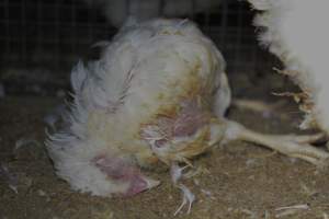 Broiler (meat) chickens approx 7 weeks - Captured at Orland Poultry, Tailem Bend SA Australia.