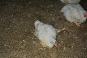 Broiler (meat) chickens approx 7 weeks - Captured at Orland Poultry, Tailem Bend SA Australia.