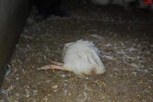 Broiler (meat) chickens approx 7 weeks - Captured at Orland Poultry, Tailem Bend SA Australia.