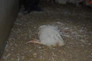 Broiler (meat) chickens approx 7 weeks - Captured at Orland Poultry, Tailem Bend SA Australia.