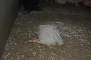 Broiler (meat) chickens approx 7 weeks - Captured at Orland Poultry, Tailem Bend SA Australia.