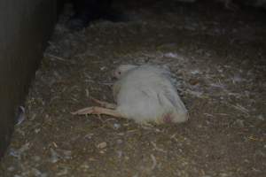 Broiler (meat) chickens approx 7 weeks - Captured at Orland Poultry, Tailem Bend SA Australia.