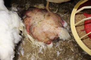 Dead featherless broiler chicken - Close to slaughter weight - Captured at Orland Poultry, Tailem Bend SA Australia.