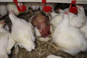 Dead featherless broiler chicken - Close to slaughter weight - Captured at Orland Poultry, Tailem Bend SA Australia.