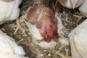 Dead featherless broiler chicken - Close to slaughter weight - Captured at Orland Poultry, Tailem Bend SA Australia.