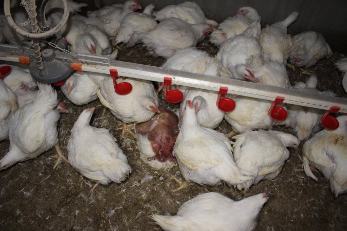 Dead featherless broiler chicken - Close to slaughter weight - Captured at Orland Poultry, Tailem Bend SA Australia.