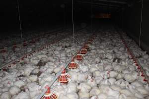 Broiler (meat) chickens, approx 7 weeks old - Close to slaughter weight - Captured at Orland Poultry, Tailem Bend SA Australia.