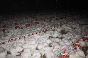 Broiler (meat) chickens, approx 7 weeks old - Close to slaughter weight - Captured at Orland Poultry, Tailem Bend SA Australia.