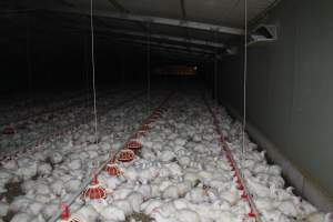 Broiler (meat) chickens, approx 7 weeks old - Close to slaughter weight - Captured at Orland Poultry, Tailem Bend SA Australia.