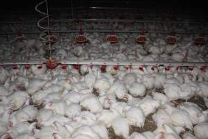 Broiler (meat) chickens, approx 7 weeks old - Close to slaughter weight - Captured at Orland Poultry, Tailem Bend SA Australia.