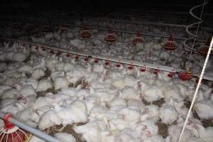 Broiler (meat) chickens, approx 7 weeks old - Close to slaughter weight - Captured at Orland Poultry, Tailem Bend SA Australia.