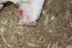 Dead broiler - Close to slaughter weight - Captured at Orland Poultry, Tailem Bend SA Australia.