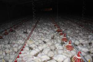 Broiler (meat) chickens, approx 7 weeks old - Close to slaughter weight - Captured at Orland Poultry, Tailem Bend SA Australia.