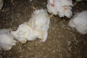 Dead broiler - Close to slaughter weight - Captured at Orland Poultry, Tailem Bend SA Australia.