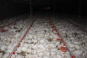 Broiler (meat) chickens, approx 7 weeks old - Close to slaughter weight - Captured at Orland Poultry, Tailem Bend SA Australia.