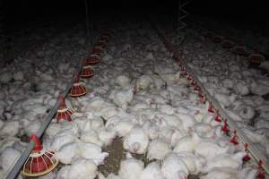 Broiler (meat) chickens, approx 7 weeks old - Close to slaughter weight - Captured at Orland Poultry, Tailem Bend SA Australia.