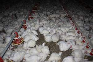 Broiler (meat) chickens, approx 7 weeks old - Close to slaughter weight - Captured at Orland Poultry, Tailem Bend SA Australia.