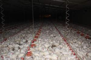 Broiler (meat) chickens, approx 7 weeks old - Close to slaughter weight - Captured at Orland Poultry, Tailem Bend SA Australia.